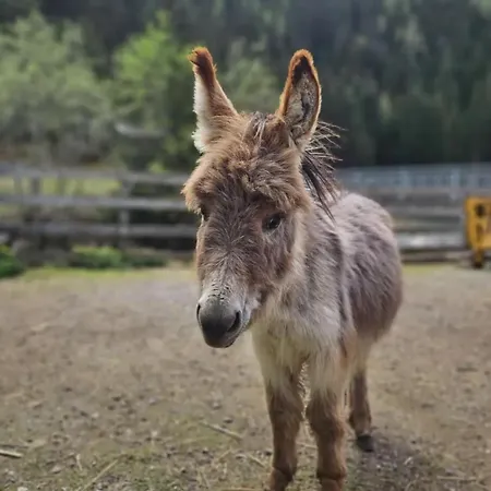 Apartmán Haus Sturm