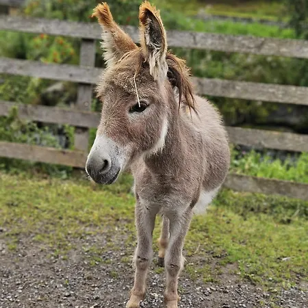 Bauernhof Haus Sturm Apartman