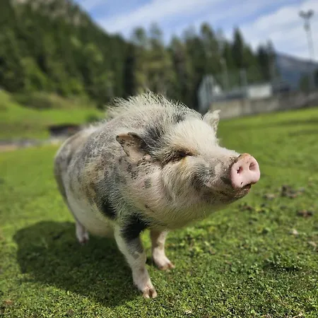 Bauernhof Haus Sturm