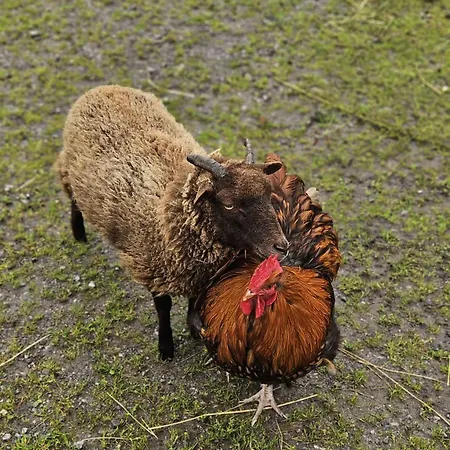 Bauernhof Haus Sturm Jerzens