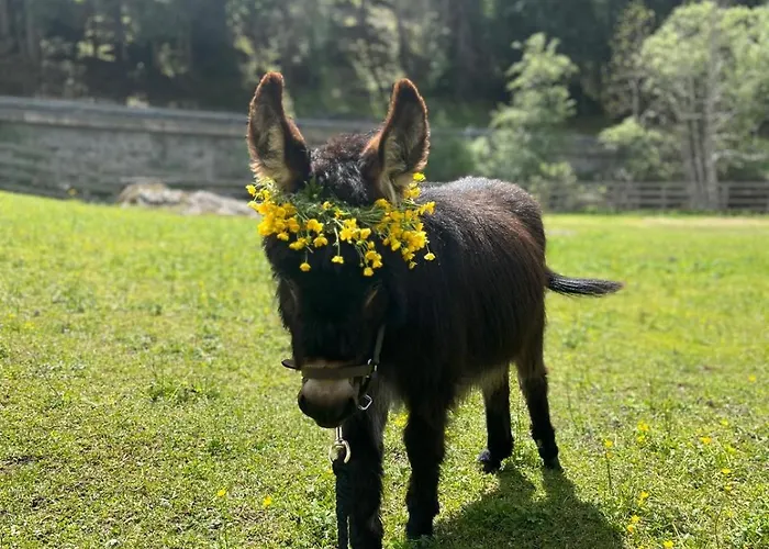 Bauernhof Haus Sturm Διαμέρισμα *