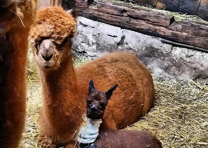 Bauernhof Haus Sturm Διαμέρισμα