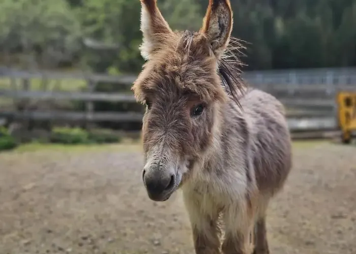 Διαμέρισμα Bauernhof Haus Sturm
