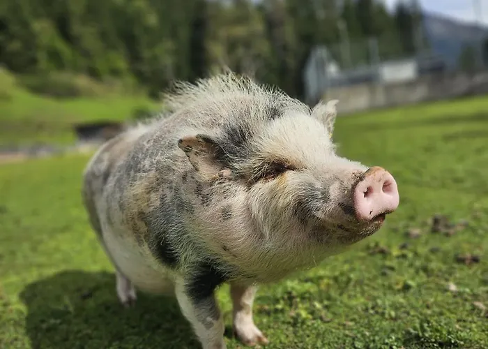 Bauernhof Haus Sturm